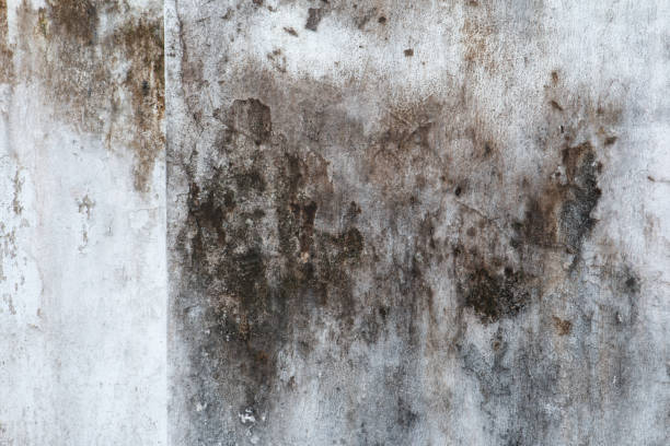 Best Real Estate Mold Inspection  in South Floral Park, NY