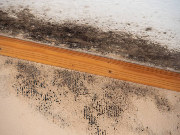 Best Dehumidification Services  in South Floral Park, NY