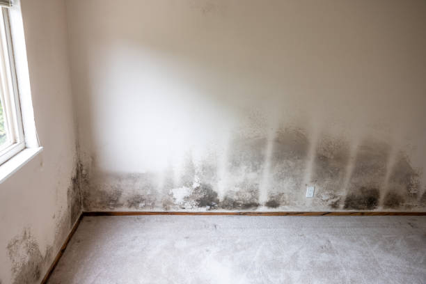 Reliable South Floral Park, NY Mold Removal Solutions